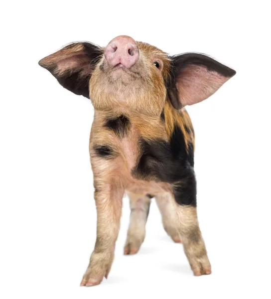 Oxford Sandy and Black piglet, 9 weeks old, looking up against white background — Stock Photo, Image