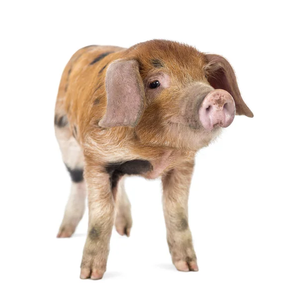 Oxford Sandy and Black piglet, 9 weeks old, against white background — Stock Photo, Image