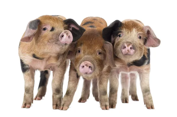 Front view of Three Oxford Sandy and Black piglets, 9 weeks old, against white background — Stock Photo, Image