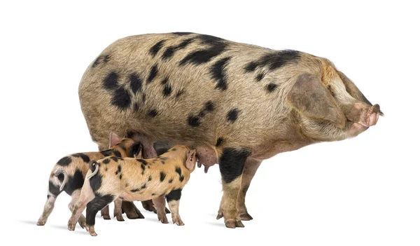 牛津沙质和黑仔猪，9 周老，哺乳母猪白色背景 — 图库照片
