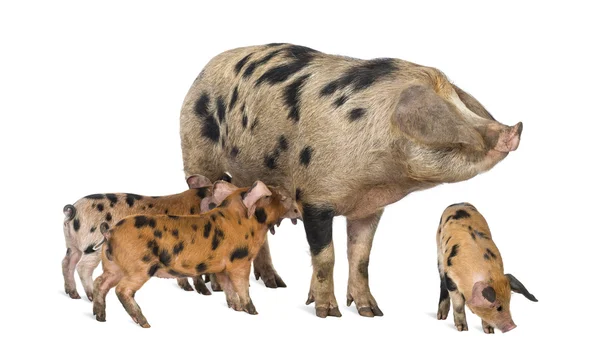 Yalakalık oxford kumlu ve siyah domuz yavruları, 9 hafta yaşlı, beyaz arka planı ekmek — Stok fotoğraf