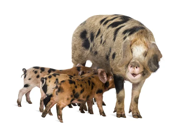 Yalakalık oxford kumlu ve siyah domuz yavruları, 9 hafta yaşlı, beyaz arka planı ekmek — Stok fotoğraf