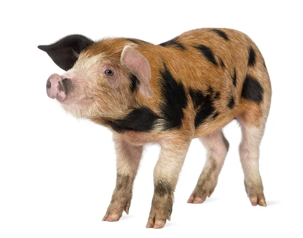 Oxford Sandy and Black piglet, 9 weeks old, against white background — Stock Photo, Image