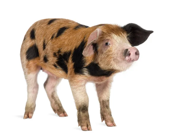 Oxford Sandy and Black piglet, 9 weeks old, against white background — Stock Photo, Image