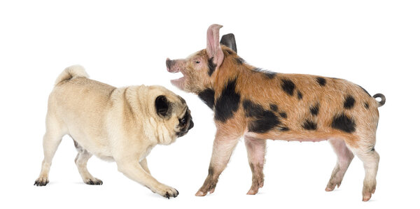 Оксфорд Сэнди и Черный поросенок, 9 недель, играющий с мопсом на белом фоне
