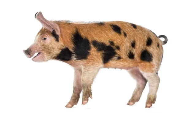 Side view of an Oxford Sandy and Black piglet, 9 weeks old, against white background — Stock Photo, Image