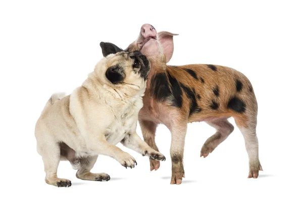 Oxford Sandy and Black piglet, 9 weeks old, playing with a Pug against white background — Stock Photo, Image