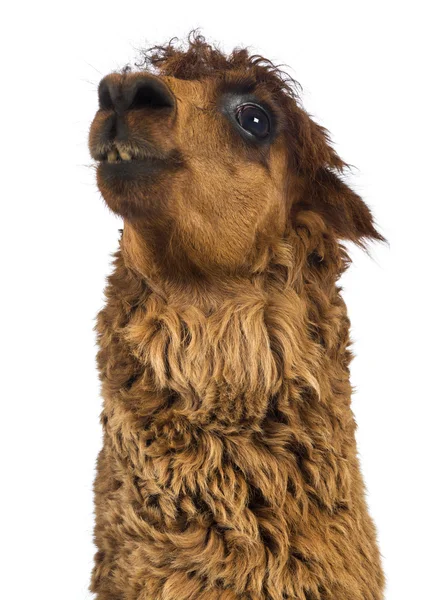 Close-up of Alpaca looking up against white background — Stock Photo, Image