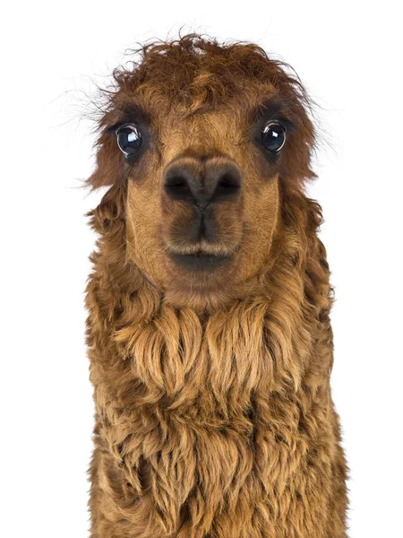 Front view Close-up of Alpaca against white background — Stock Photo, Image