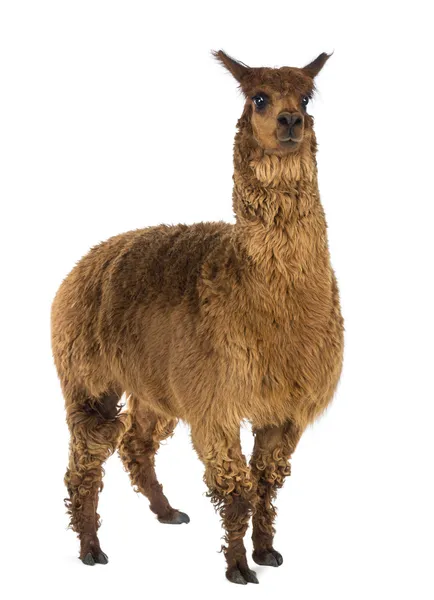 Alpaca tegen witte achtergrond — Stockfoto