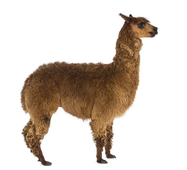 Side view of an Alpaca against white background — Stock Photo, Image