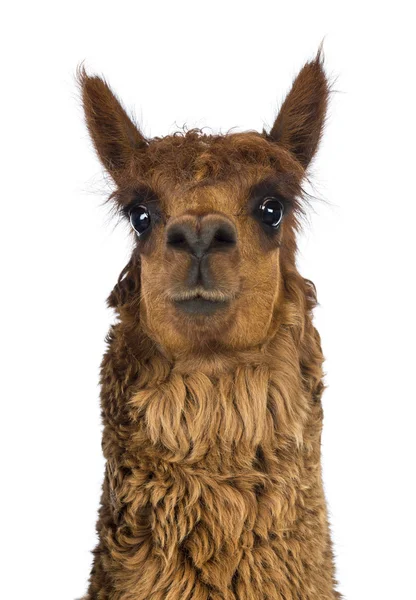 Front view Close-up of Alpaca against white background — Stock Photo, Image