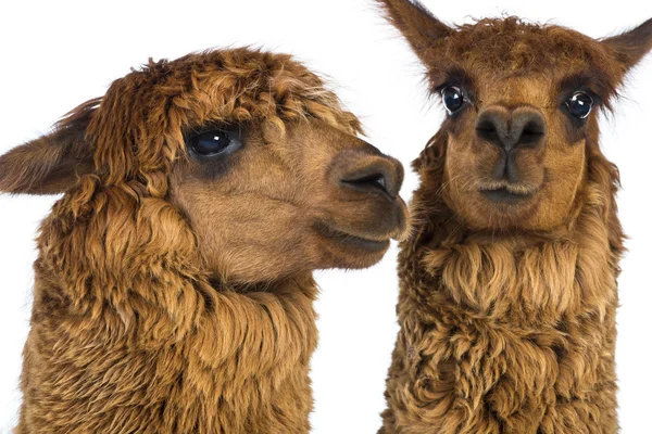 Close-up de Dois Alpacas contra fundo branco — Fotografia de Stock