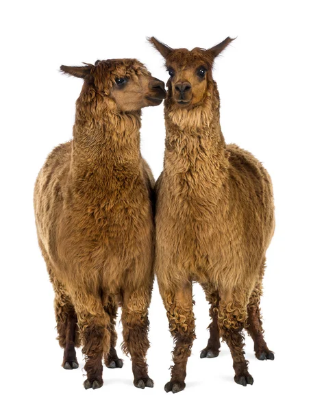 Dos Alpacas, una sonríe y la otra lo mira sobre un fondo blanco —  Fotos de Stock