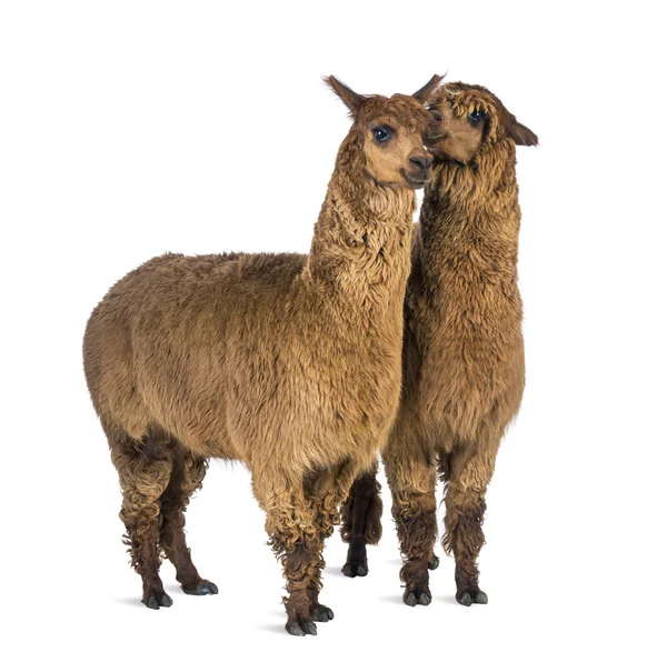 Alpaca sussurra all'orecchio di un altro Alpaca sullo sfondo bianco — Foto Stock