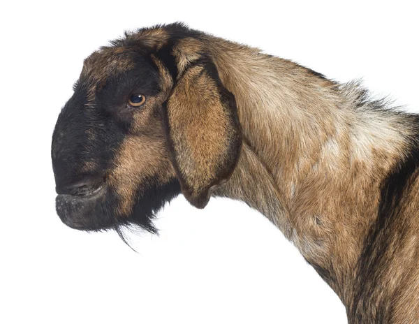 Kant weergave close-up van een anglo-nubian geit met een vervormd kaak tegen witte achtergrond — Stockfoto