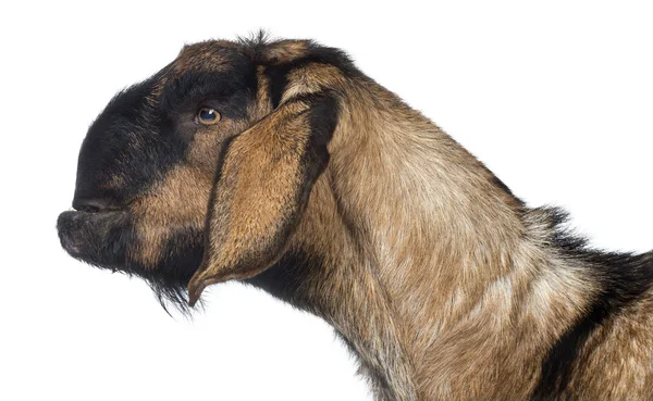Вид сбоку Крупный план англо-нубийского козла с искаженной челюстью на белом фоне — стоковое фото