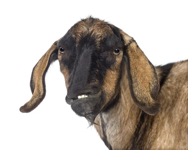 Nahaufnahme einer anglo-nubischen Ziege mit verzerrtem Kiefer vor weißem Hintergrund — Stockfoto