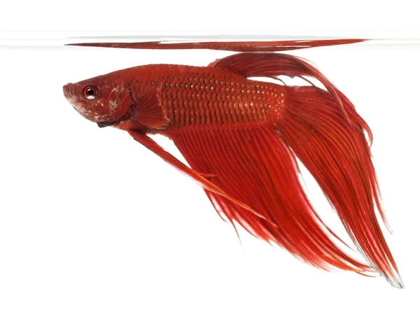 Zijaanzicht van een siamese vechten vis, betta splendens, tegen witte achtergrond — Stockfoto