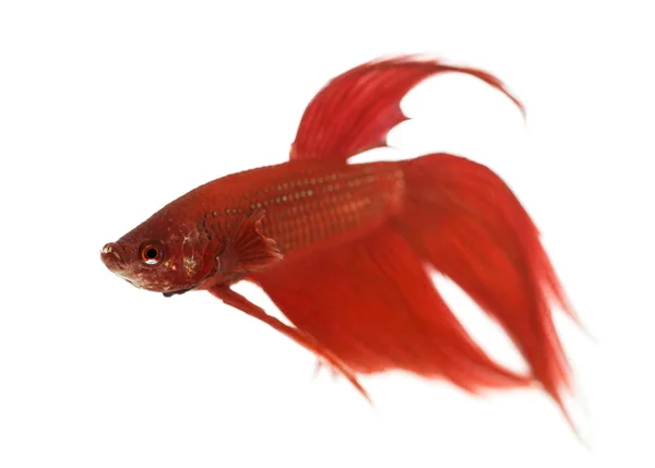 Side view of a Siamese fighting fish, Betta splendens, against white background — Stock Photo, Image