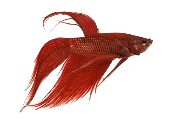 Vista lateral de um peixe de combate siamês, Betta splendens, contra fundo branco — Fotografia de Stock