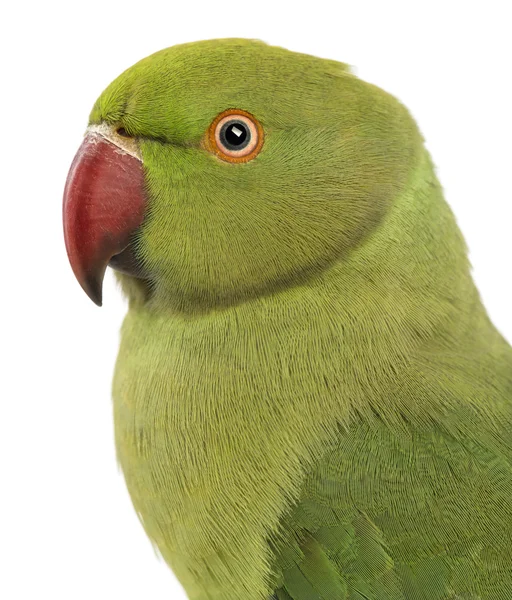 Primer plano de un periquito con anillos de rosa, Psittacula krameri, también conocido como periquito de cuello anular sobre fondo blanco — Foto de Stock