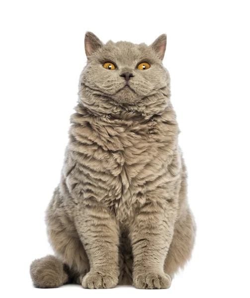 Selkirk Rex sitting and looking at camera against white background — Stock Photo, Image