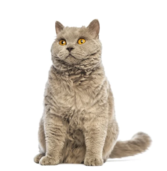 Selkirk Rex sitting and looking up against white background — Stock Photo, Image