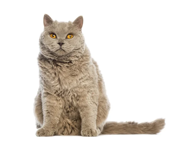 Selkirk Rex sitting and looking at camera against white background — Stock Photo, Image