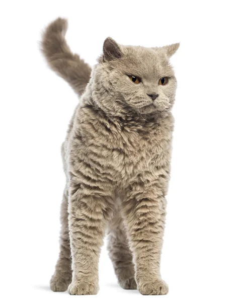 Selkirk Rex against white background — Stock Photo, Image