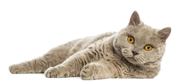 Selkirk Rex lying and looking at camera against white background — Stock Photo, Image