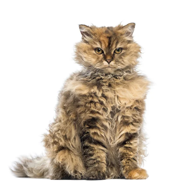 Selkirk Rex, 5 months old, sitting and looking at camera with evil look against white background — Stock Photo, Image