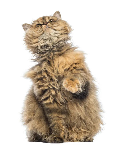 Selkirk Rex, 5 months old, sitting and looking up against white background — Stock Photo, Image