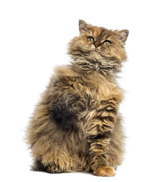 Selkirk Rex, 5 months old, sitting and looking up against white background — Stock Photo, Image