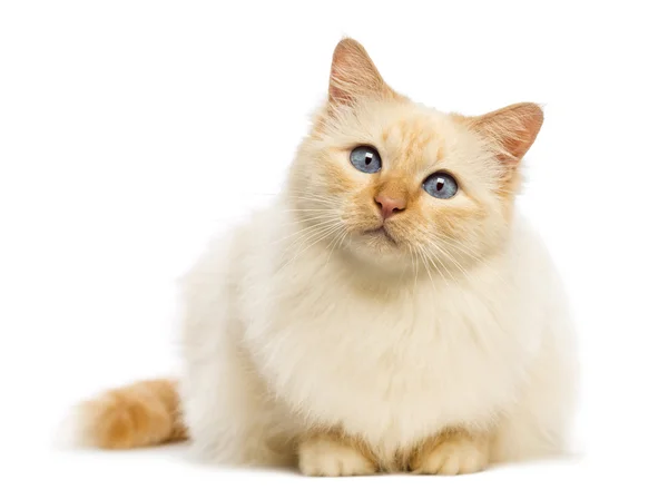 Birman couché et regardant la caméra sur fond blanc — Photo