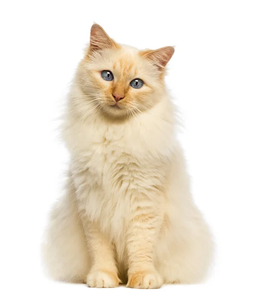 Birman sitting and looking at camera against white background — Stock Photo, Image