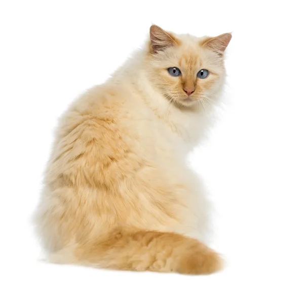 Rear view of a Birman sitting and looking back against white background — Stock Photo, Image