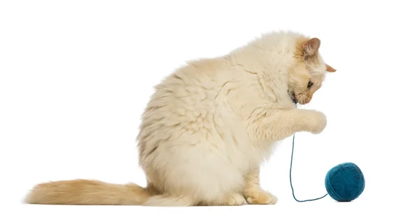 Birman sentado e brincando com bola de lã contra fundo branco — Fotografia de Stock