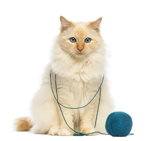 Birman sitting with ball of wool against white background — Stock Photo, Image