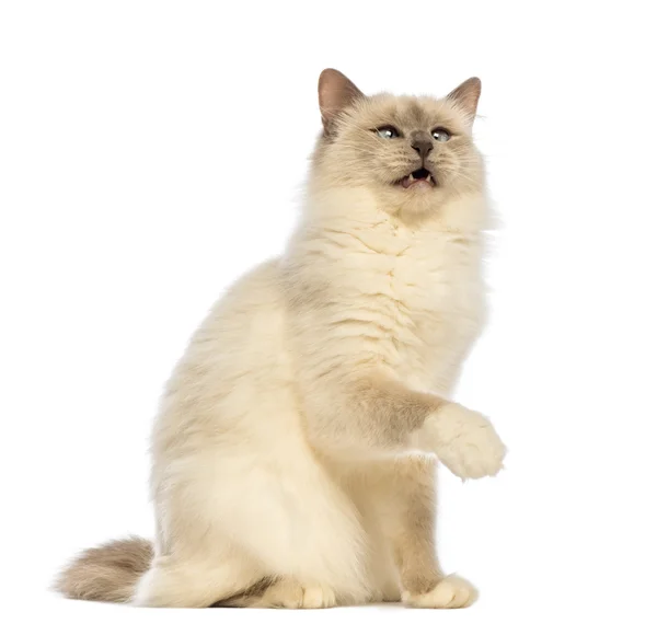 Birman sitting and looking up against white background — Stock Photo, Image