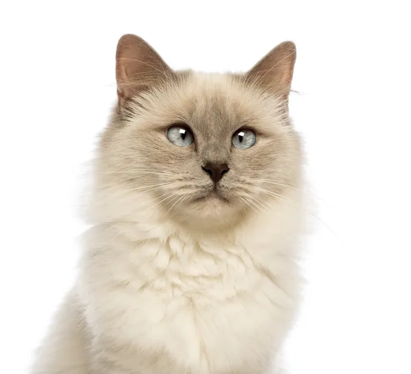 Gros plan d'un Birman regardant ailleurs, les yeux croisés sur fond blanc — Photo