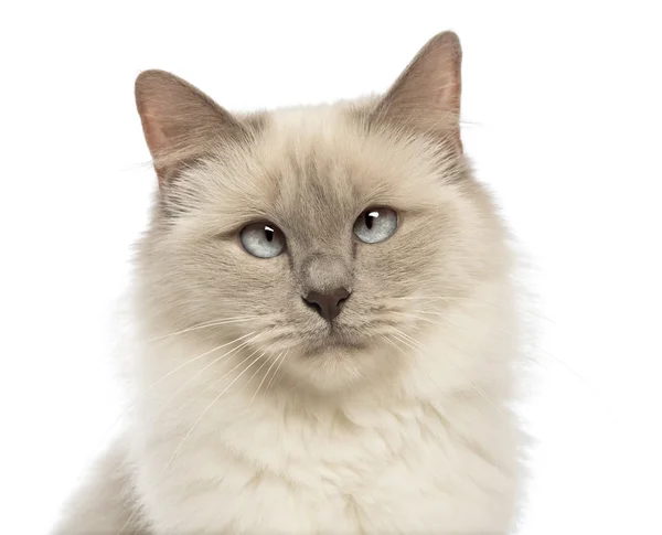 Primer plano de un Birman mirando a la cámara, ojos cruzados contra fondo blanco —  Fotos de Stock