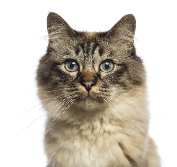 Close-up van een Birmaan kijken camera tegen witte achtergrond — Stockfoto