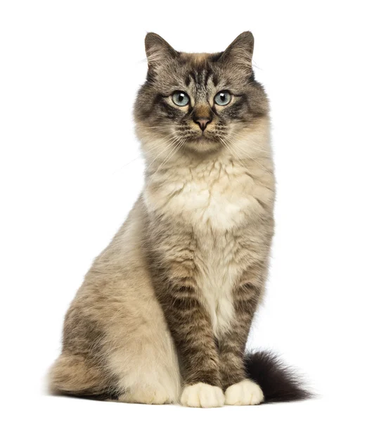 Birman sitting and looking at camera against white background — Stock Photo, Image