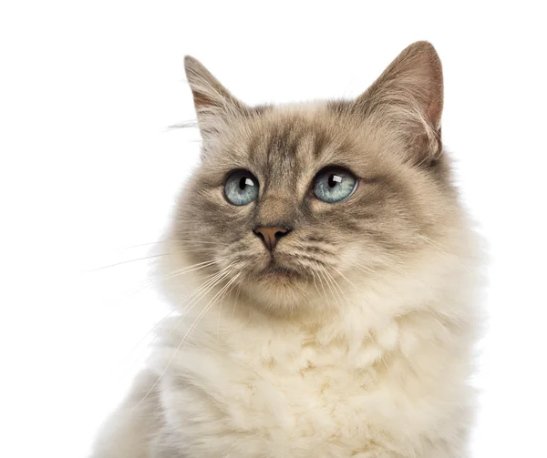 Close-up of a Birman looking up against white background — Stock Photo, Image