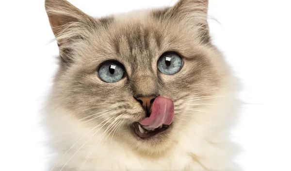Close-up of a Birman licking against white background — Stock Photo, Image