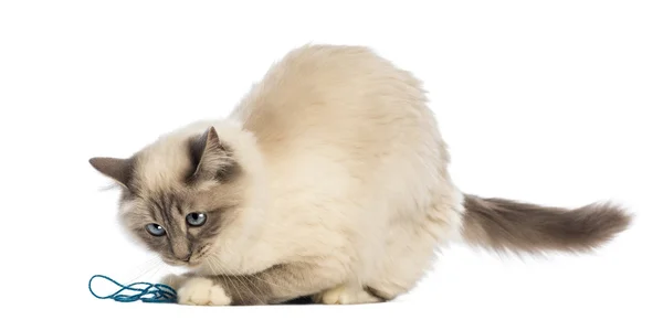 Birman playing with wool against white background — Stock Photo, Image