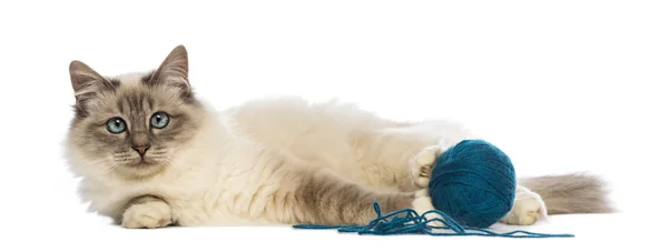 Birman lying with ball of wool and looking at camera against white background — Stock Photo, Image