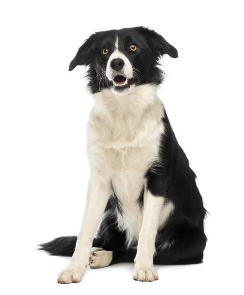 Border collie, 8 maanden oud, zitten en opzoeken voor witte achtergrond — Stockfoto