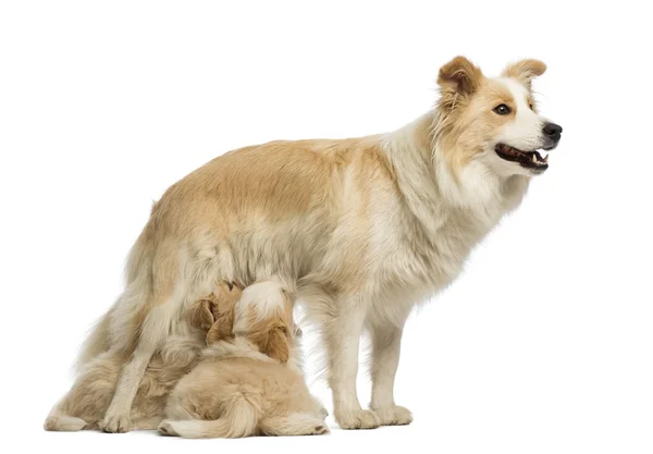 Cachorros Border Collie, 6 semanas, madre lactante Border Collie, 2.5 años, delante de fondo blanco — Foto de Stock